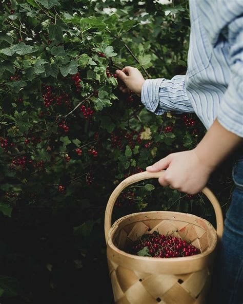 Pin von Elissa Riggleman auf baskets bounty Gärtnern Garten Pflanzen