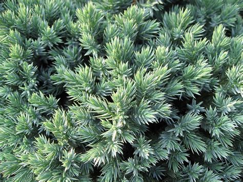 Juniperus squamata 'Blue Star' ('Blue Star' Juniper, 'Blue Star ...