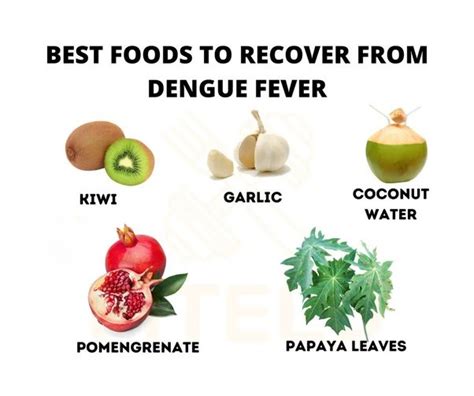 Dengue Diet Best Food For Speedy Recovery Diet2nourish