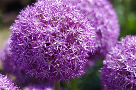 Guide Des Bulbes Fleurs Du Printemps La Terre Est Un Jardin