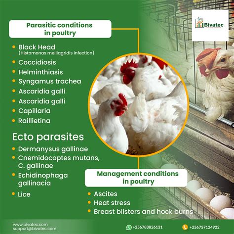 Management Conditions In Poultry Basics Of Good Poultry Management