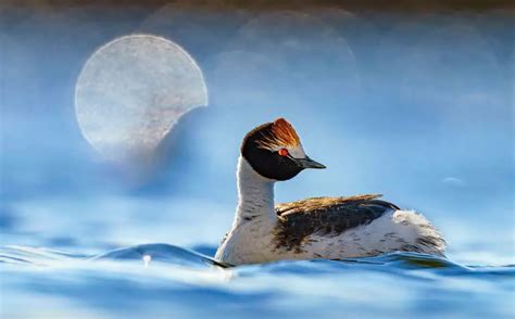 40 Winning Photos Of Bird Photographer Of The Year 2023