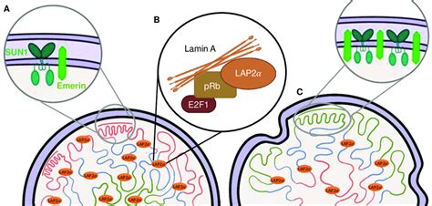 Nuclear Structure Nuclear Membrane Protein And Chromatin Alterations