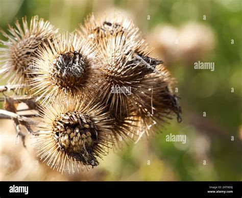 London Plants Sunlight Seeds Hi Res Stock Photography And Images Alamy