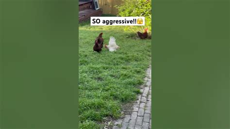 Killer Hens Strike Again 😱 Chickens Funnyanimals Lol Farm