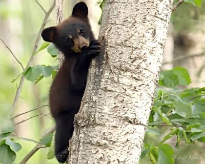 Ecobirder: Baby Black Bear