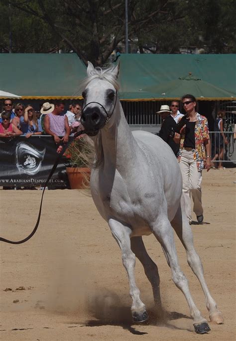 Menton Daily Photo: The Arabian Horse Show