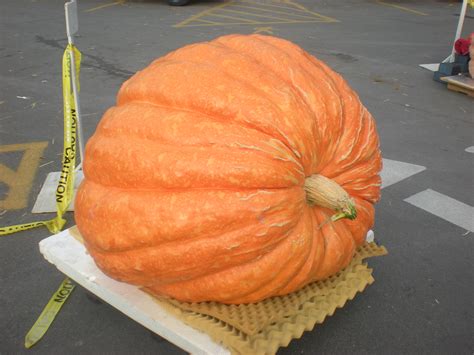 Buy Giant Pumpkins