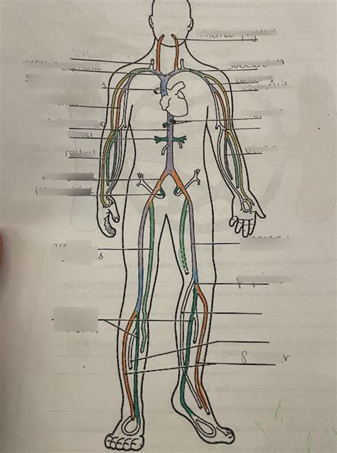 Cardiovascular System Labeling Veins Diagram Quizlet