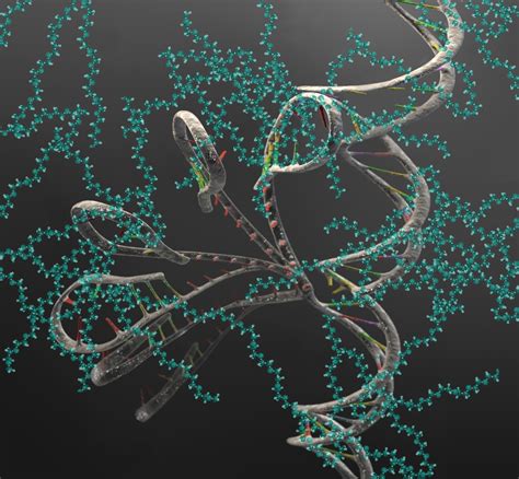 RNA molecule