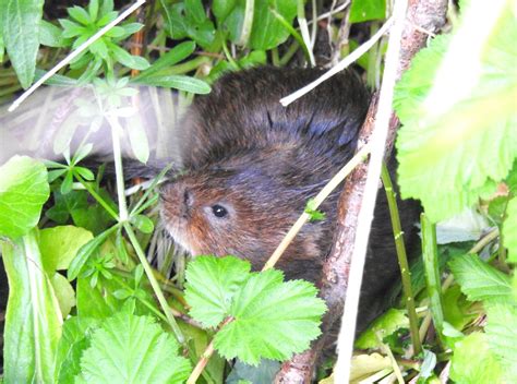 About a Brook: First Baby Vole of the Year