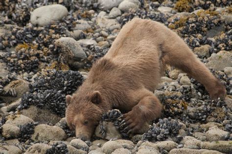 Beachcombing Black Bear Glacier Bay Betty Sederquist Photography