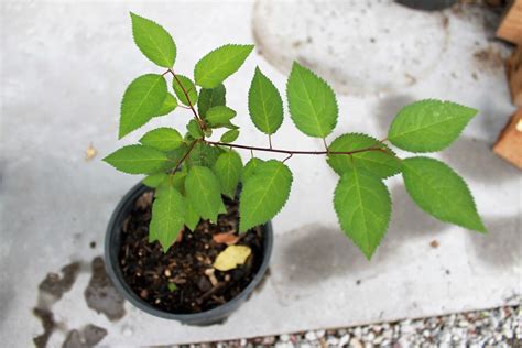 How To Grow Plum From Seed Storables