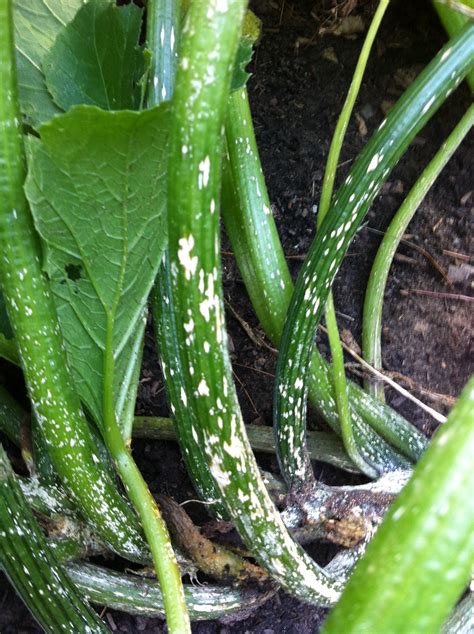 Squash Zucchini Stem Rotting