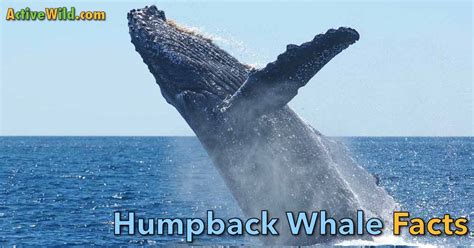 Humpback Whale Facts & Pictures - Complete Species Guide