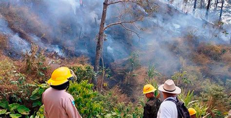 Más De 219 Mil Hectáreas De Bosque Afectadas Por Incendios Diario La