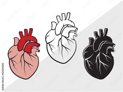 Grafika Wektorowa Stock Human Heart Clipart Svg Heart Svg