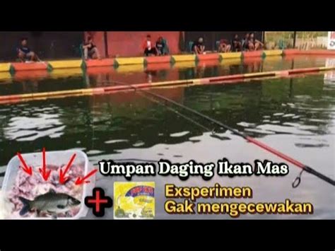 RESEP Khusus Yang Belum Paham Racik Umpan Media Ikan Mas Super Wangi