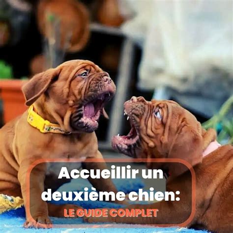 Accueillir un deuxième chien Le guide complet Chien Conseils