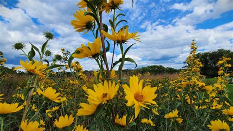 Maximilian Sunflower A Complete Grow And Care Guide Growit Buildit