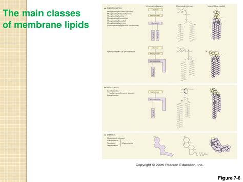 Ppt Chapter 7 Membranes Powerpoint Presentation Free Download Id