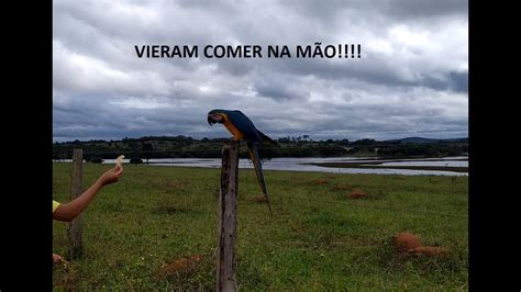 AS ARARAS LIVRES NA NATUREZA VIERAM COMER NA MÃO YouTube