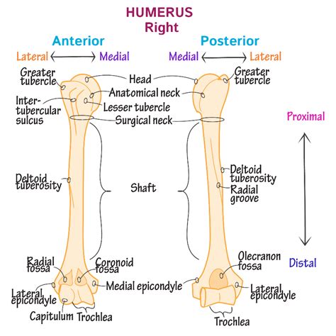 Types Of Proximal Humerus Fractures