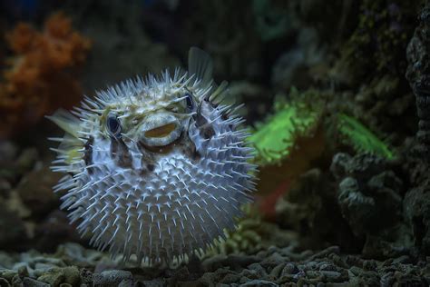 Pufferfish Tetraodontidae Photograph By Ronni Santoso Fine Art America