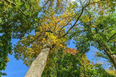 Deciduous Trees in Autumn · Free Stock Photo