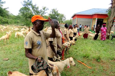 A Gift of Resilience: 2,250 Galla Goats handed to Taita Taveta farmers ...