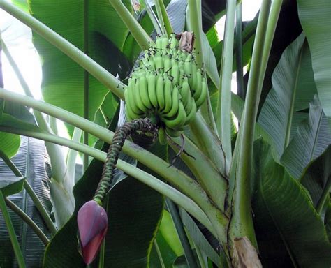 Cara Menanam Pohon Pisang Agar Cepat Berbuah