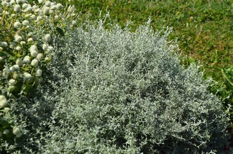 Helichrysum petiolare 'Silver Star' Licorice Plant | Garden Center ...