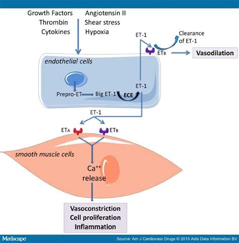 Endothelin Receptor Antagonists In Pulmonary Arterial Hypertension