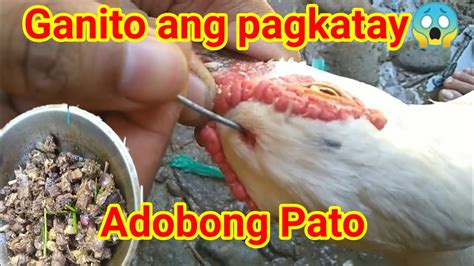 Paano Katayin At Lutuin Ang Pato Adobo Ang Masarap Na Luto Ng Pato