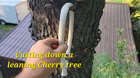 Cutting Down A Leaning Cherry Tree YouTube