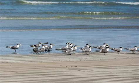 D A Mundial De Las Aves Playeras Experto Entrega Consejos Para