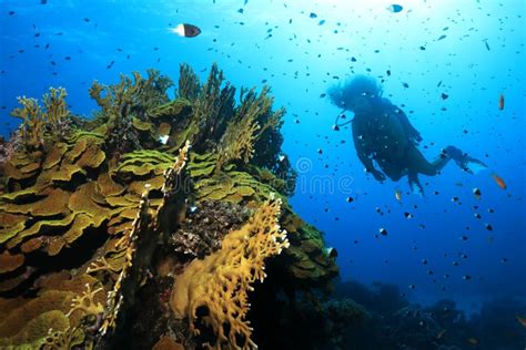 Tropical Coral Reef and Scuba Diver Editorial Photography - Image of ...