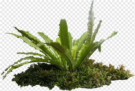 Planta Folheada Verde Asplenium Nidus Asplenium Antiquum Fern Plant