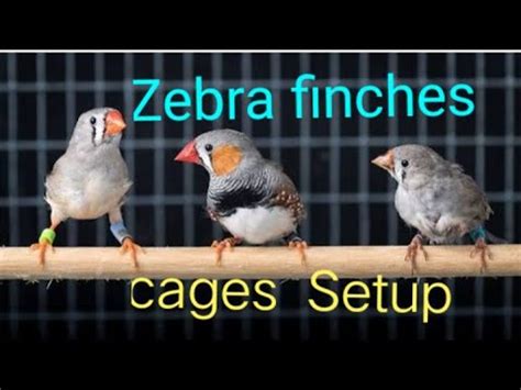 Zebra Finches Cages Setup Youtube