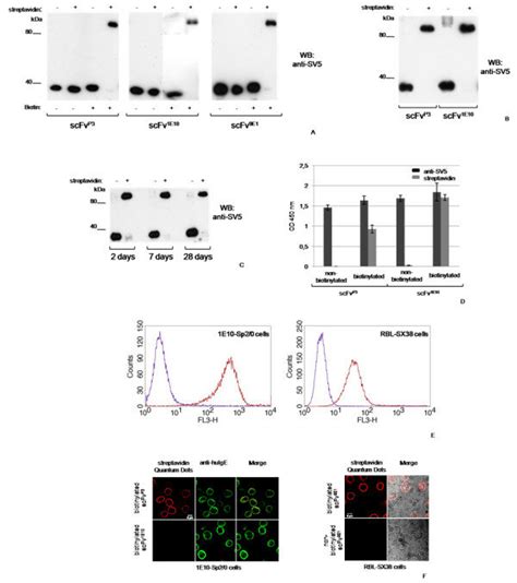 Biotinylation Of Secretory Scfv Proteins Western Blot Gel Retardation