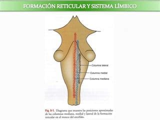 Formación reticular y el sistema límbico PPT