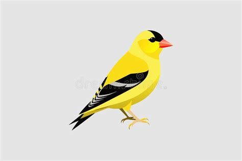 Beautiful American Goldfinch Bird Vector Artwork Stock Illustration