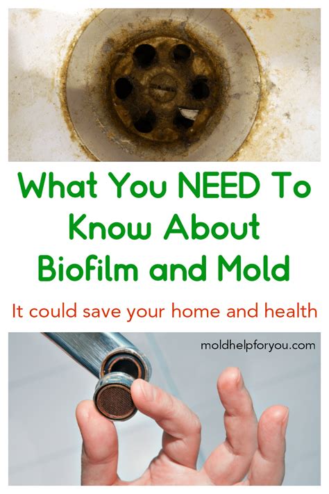 Biofilm And Mold Mold Help For You