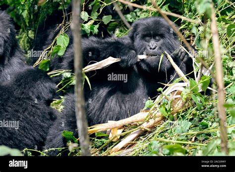 Female Mountain Gorilla Eating The Mountain Gorilla Gorilla Beringei