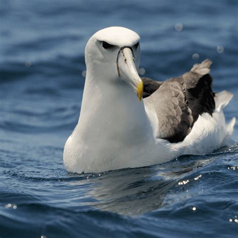 Albatross: Spiritual Meaning, Dream Meaning, Symbolism And More – Hello ...