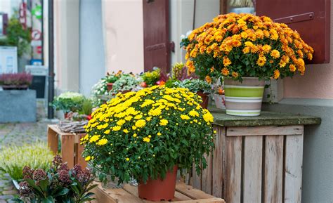 How To Plant Mums In Fall The Home Depot