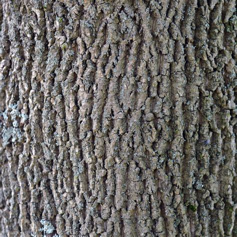 White Ash Bark