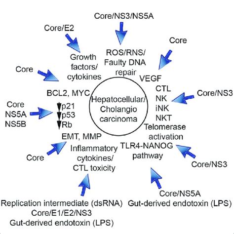 Roles Of HCV Structural Proteins Core Protein E1 E2 And