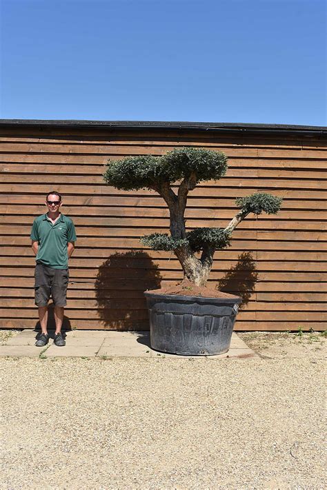 Lt Gnarled Cloud Olive Tree No Olive Grove Oundle