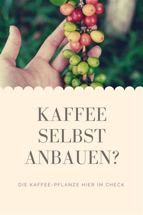 Kaffee Selbst Anbauen Und Der Kaffeepflanzen Check Kaffeepflanze